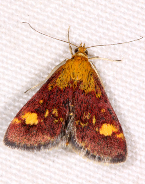 Pyrausta aurata - Copyright Denis Bourgeois